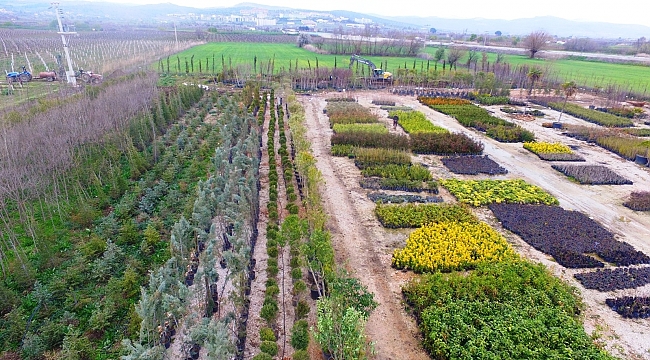 Yunusemre'de 50 bin fidan ve çalı bahara hazırlanıyor