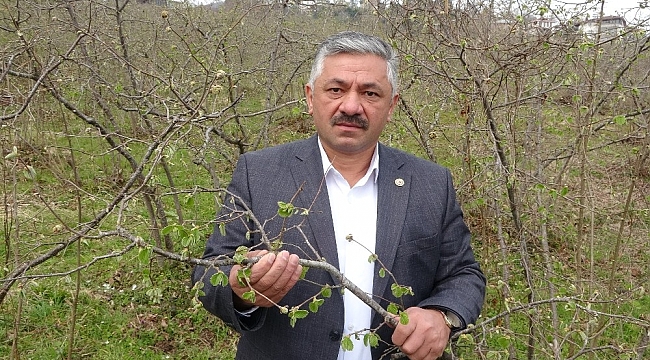 Zirai don fındık tomurcuklarına zarar verdi, rekolte düşüşü bekleniyor