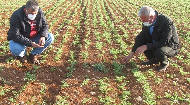 Zirai don ile şiddetli rüzgar Araban'da çiftçileri korkuttu