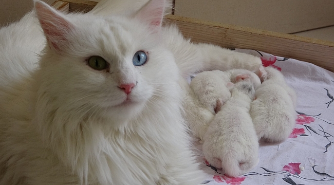 2021 yılının ilk Van kedileri dünyaya geldi