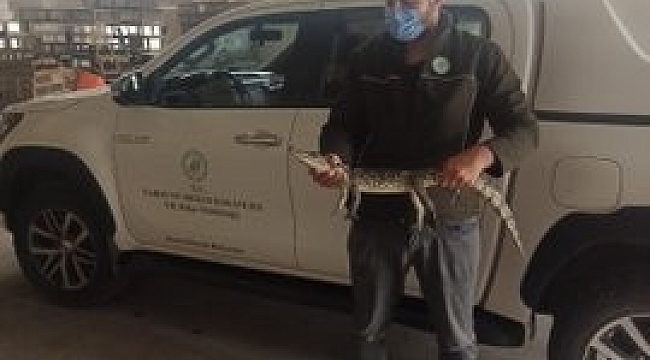 Adana'da çiftlik evinde beslenen timsaha el konuldu
