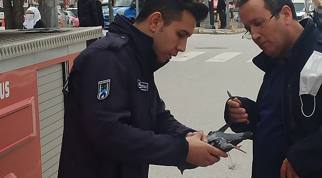 Ağaca takılan güvercini itfaiye kurtardı