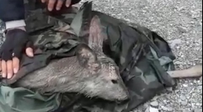 Balıkçıların yanına uçurumdan karaca düştü
