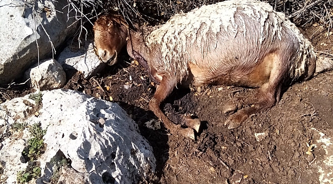 Başıboş köpekler üç koyunu telef etti