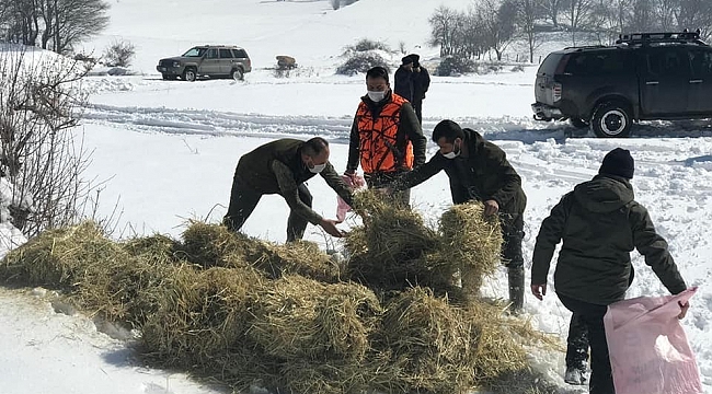Bolu'da yaban hayvanlarına 35 ton yem bırakıldı
