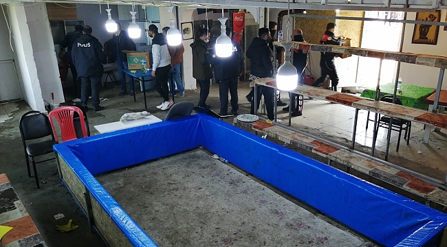 Çanakkale'de horoz dövüşünde 54 gözaltı