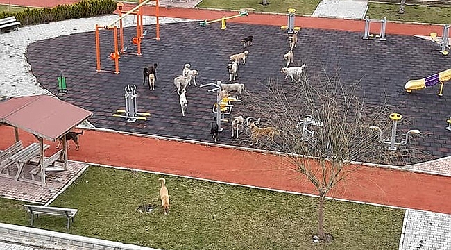 Çocuklar için yapıldı, köpekler kullanıyor
