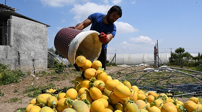 Çukurova'nın ilk kavun hasadı Mersin'de yapıldı