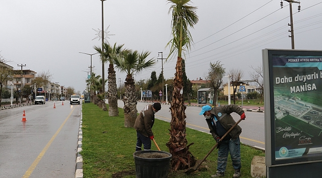 Devrilen ağaçların yerine yeni ağaçlar dikiliyor