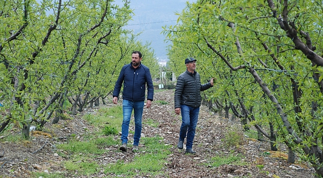 Erkenci şeftali yetişemeyecek