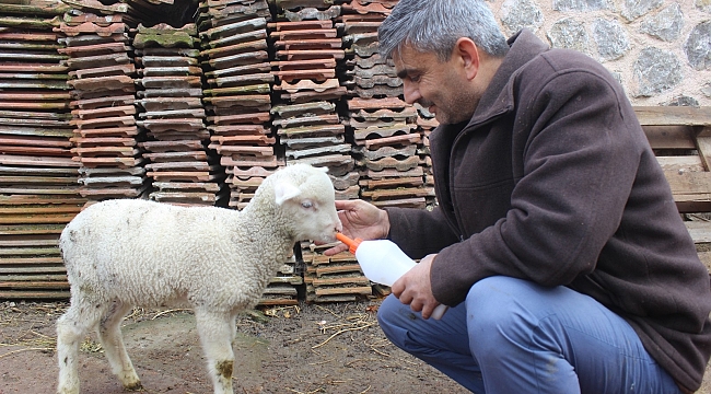 İmamla kuzunun sevimli dostluğu