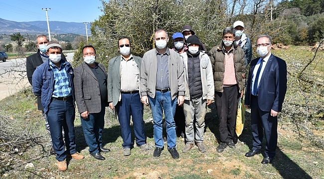 Karacasu'da 12 bin ahlat ağacı aşılanıyor