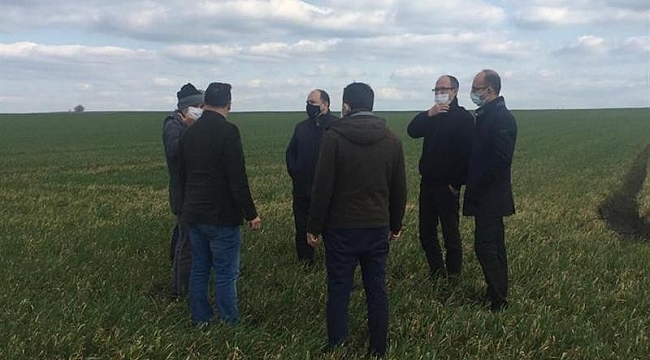 Kırklareli'nde buğday arazileri incelendi