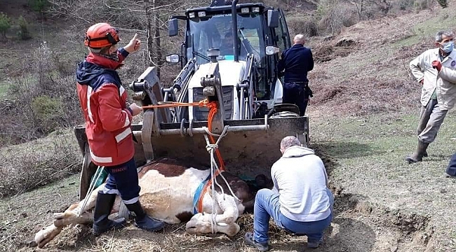 Mahsur kalan ineği itfaiye ekipleri kurtardı