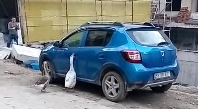 Otomobilin kapısını açmaya çalışan kazlar tebessüm ettirdi