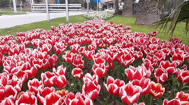 Samsun'da lale zamanı
