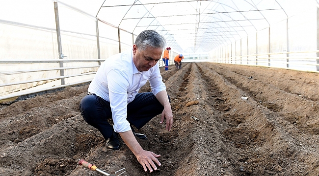 Şifa kaynağı zencefil Muratpaşa'da üretiliyor