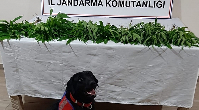 Sinop'ta 9 kök kenevir ele geçirildi