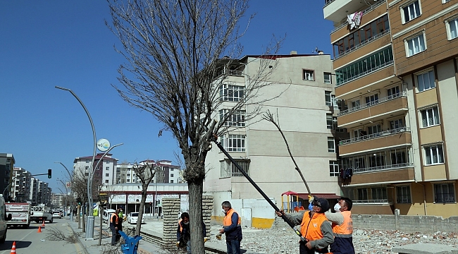 Van Büyükşehir Belediyesinden ağaç budama çalışması