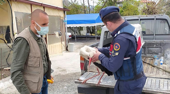 Yaralı Leyleğin yardımına Jandarma yetişti
