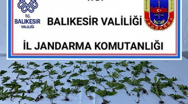 Bigadiç'te jandarmadan kenevir operasyonu