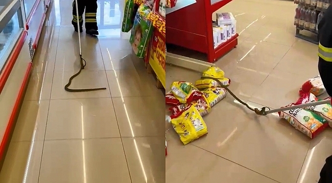 Alışveriş marketinde rafların arasından yılan çıktı