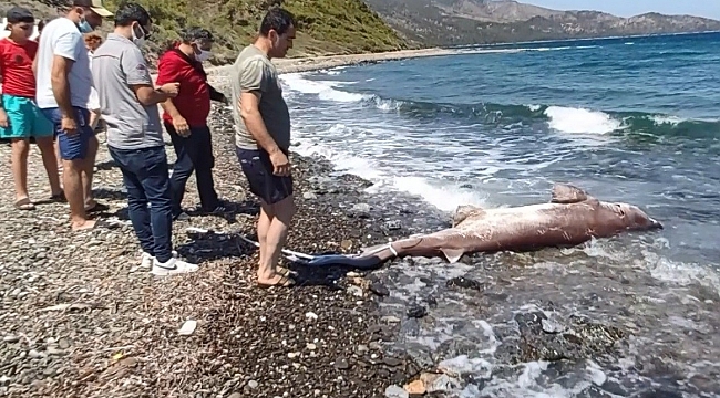 Dev köpekbalığı kıyıya vurdu