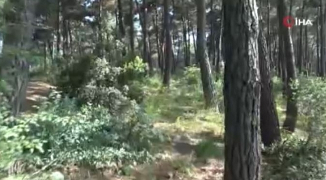 Kayıp gencin cesedi ormanda ağaca asıl halde bulundu
