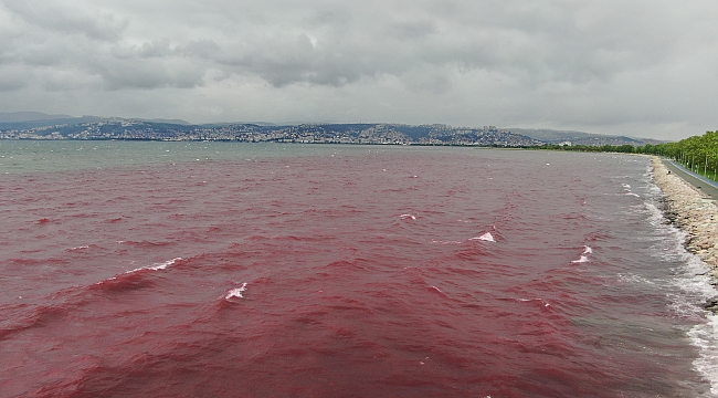 Marmara'yı kirliliğe teslim ediyorlar!