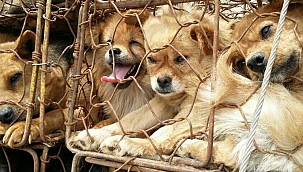 Save a Dog paylaşımı merak konusu oldu