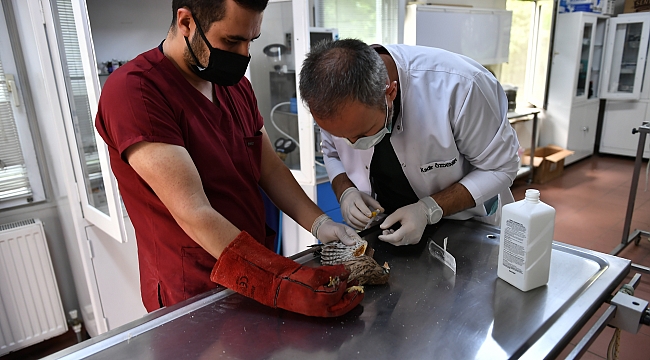 Yavru kerkenez tedavi altına alındı