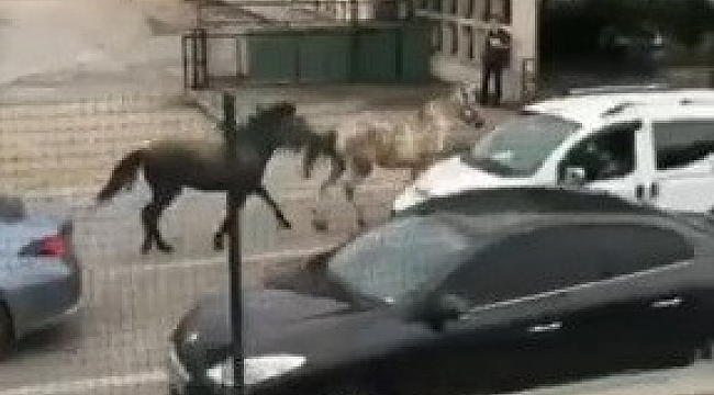 Başıboş atlar trafiği birbirine kattı