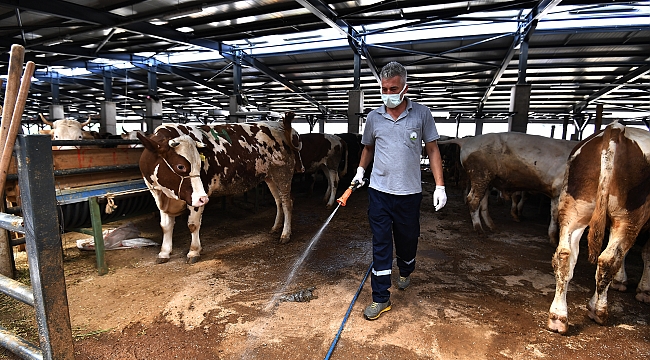 Kurban yerlerinde karasinek mücadelesi