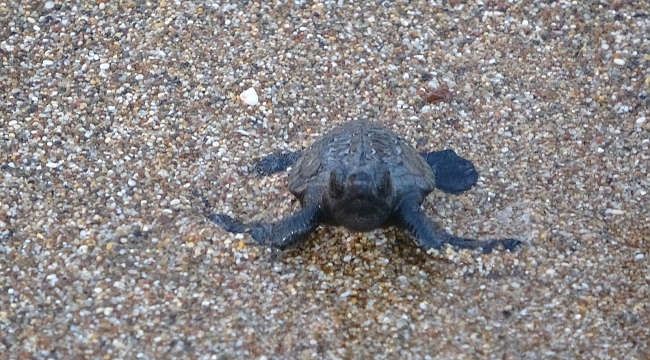 Manavgat’ta sezonun ilk Caretta Caretta yavruları denizle buluştu
