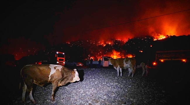 Büyükbaş hayvanlarını deniz kenarına getirerek korudular