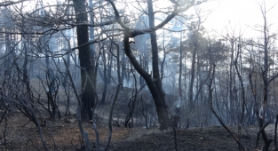 Çanakkale’deki orman yangını kontrol altına alındı