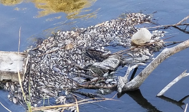 Gediz Nehri'ndeki toplu balık ölümleri korkuttu