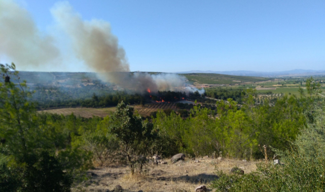 İzmir'de 1 günde 3 yangın
