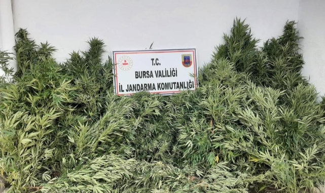 Jandarmadan bağ evine uyuşturucu operasyonu