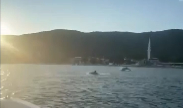 Müsilajdan temizlenen Gemlik körfezini yunuslar bastı