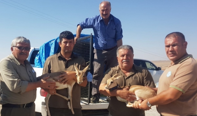 Tarım işçisinin çadırda beslediği yavru ceylanlara el konuldu