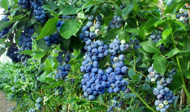 Üreticinin yüzünü güldüren ‘Mavi altın’: Blueberry