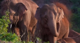 Vahşi Asya filleri geri dönüyor