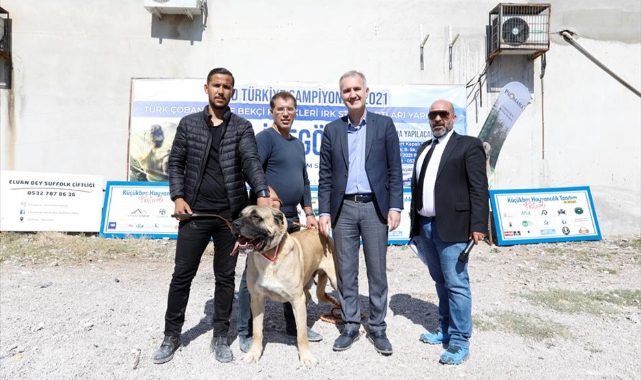 Çoban köpekleri İnegöl’de yarıştı