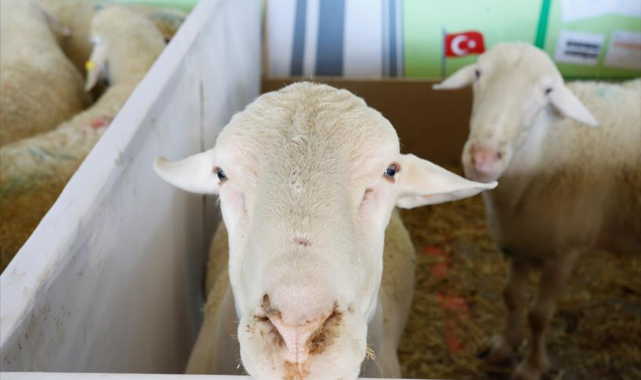 Küçükbaş hayvancılık festivaline coşkulu açılış