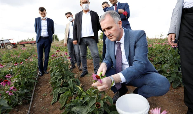 İnegöl’de ilk ekinezya hasadı yapıldı