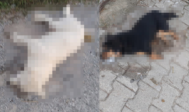 Böyle vicdansızlık görülmedi! Sahil yolu can vermiş hayvanlarla doldu