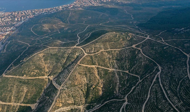 Foça'da 4 yıl önce yanan ormanlık alan fidanlarla yeniden yeşerdi