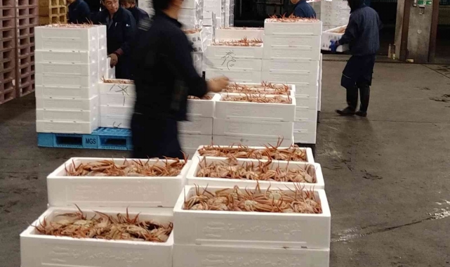 Japonya'daki açık artırmada kar yengecine 427 bin liralık rekor fiyat
