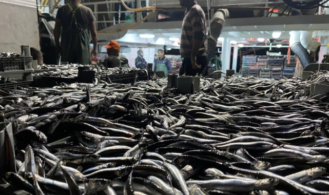 Karadeniz'de hamsi bereketi